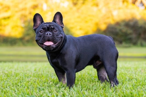 Black French bulldog