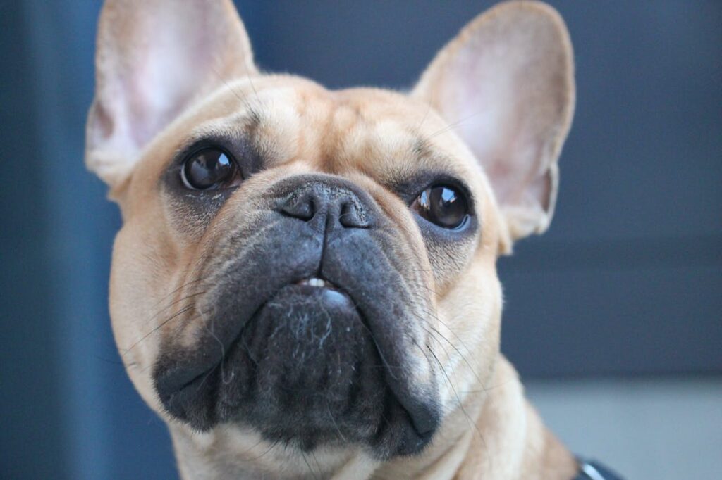 Close-Up Photo of French Bulldog 