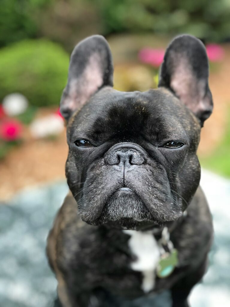 gray-french-bulldog-vlciceb-hw0