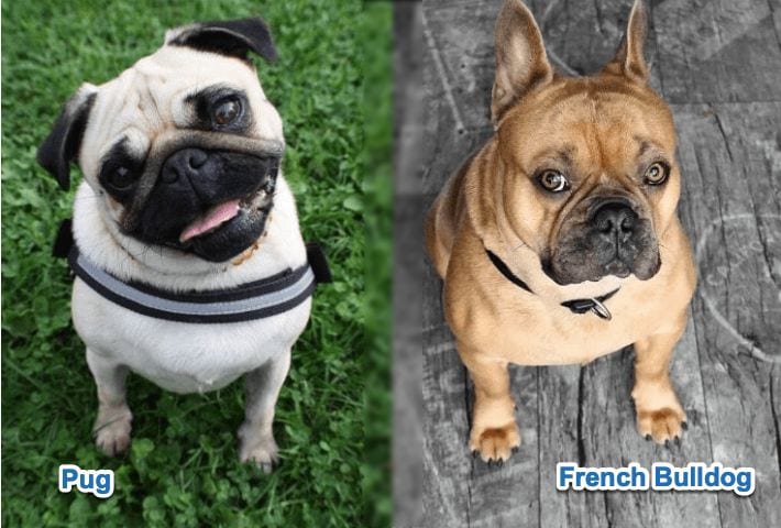 Pug vs French Bulldog comparison