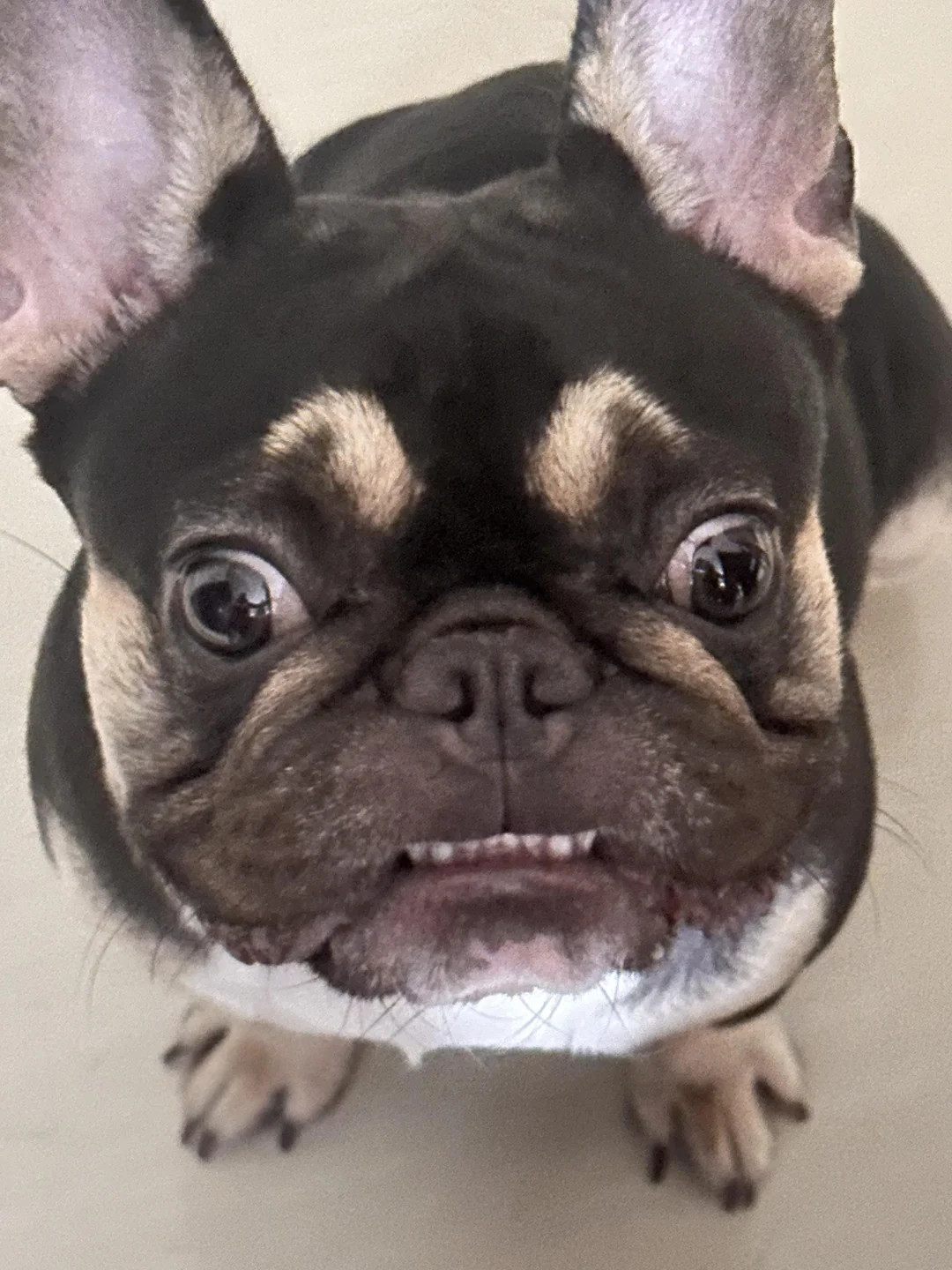 French bulldog allergies