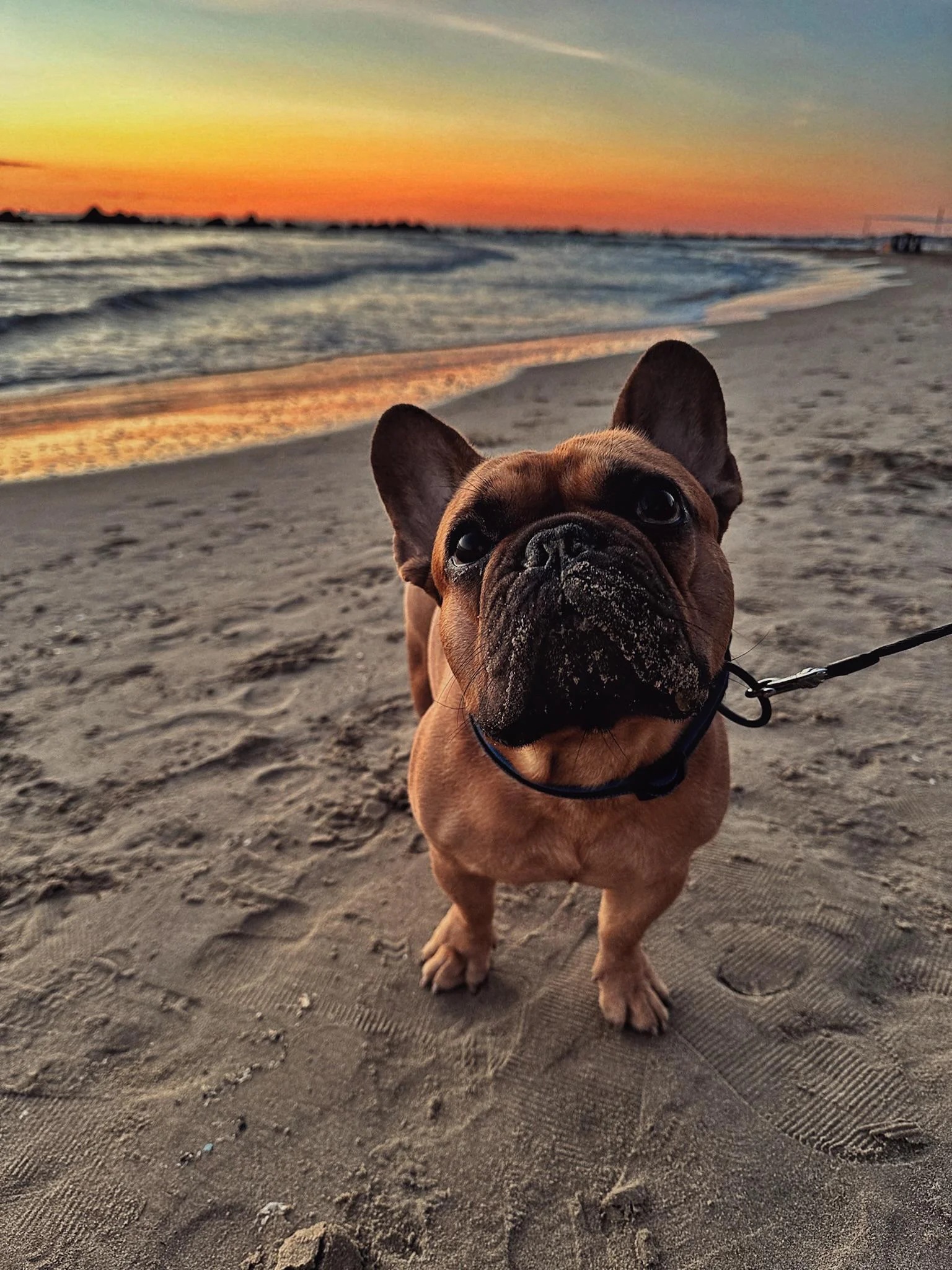 French bulldog leading causes of death