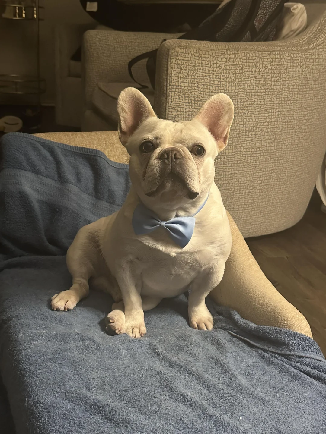 Are French Bulldogs good house dogs