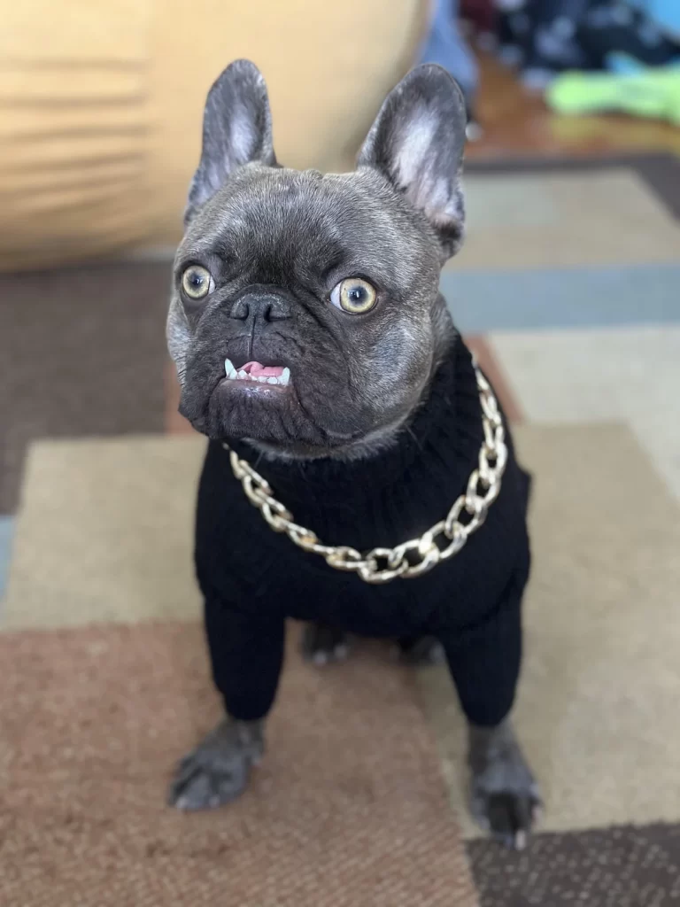 Gangster French bulldog with chain