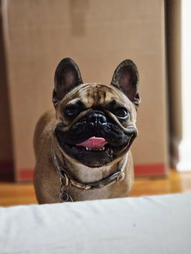 Frenchie with funny face