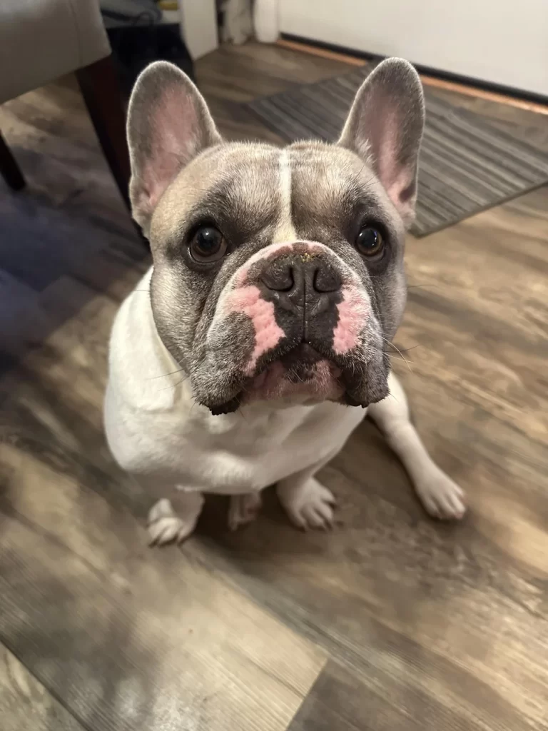 White Frenchie looking at owner