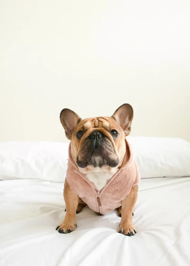 French bulldog wearing a sweater