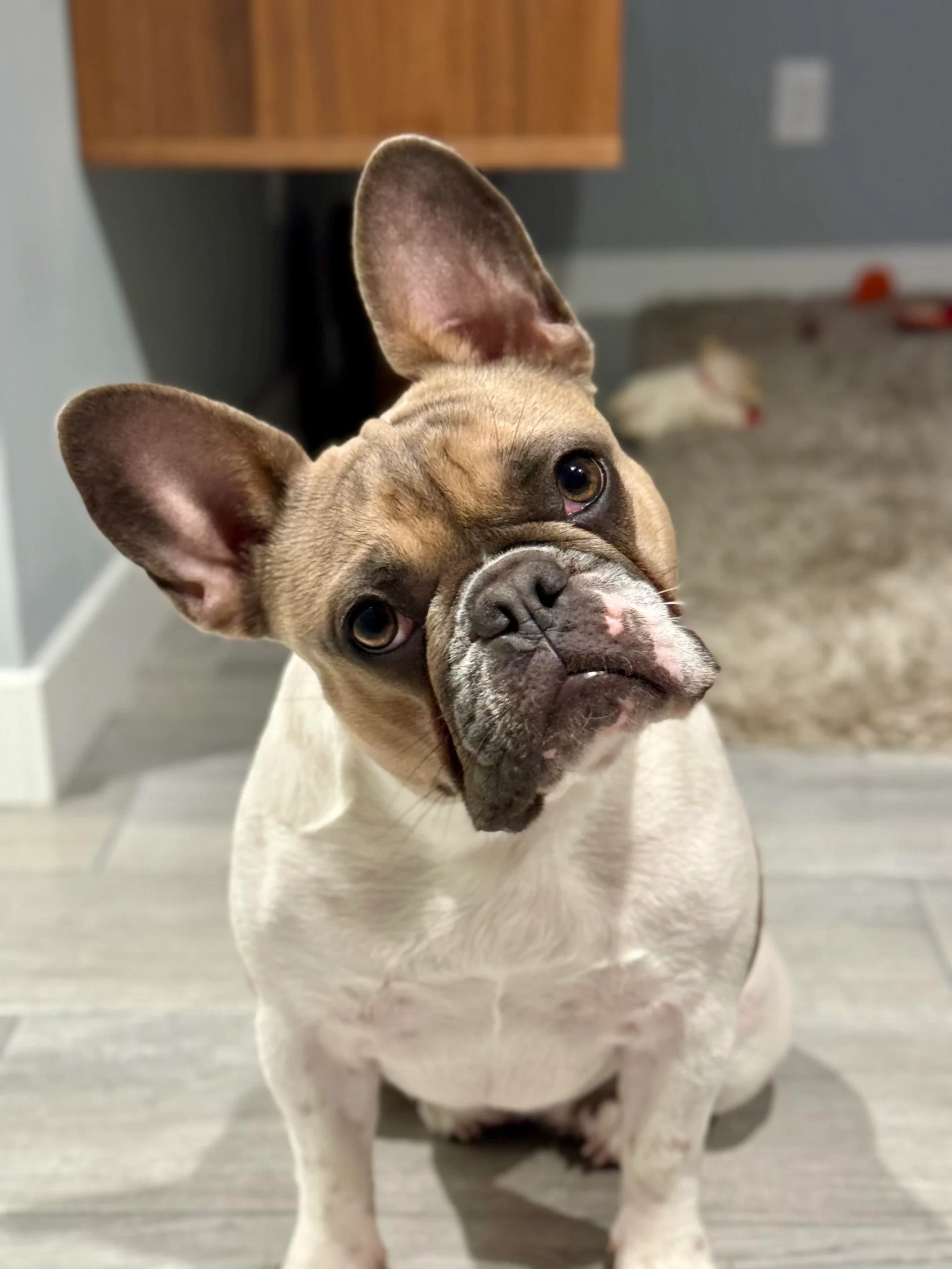 French bulldog grooming questions