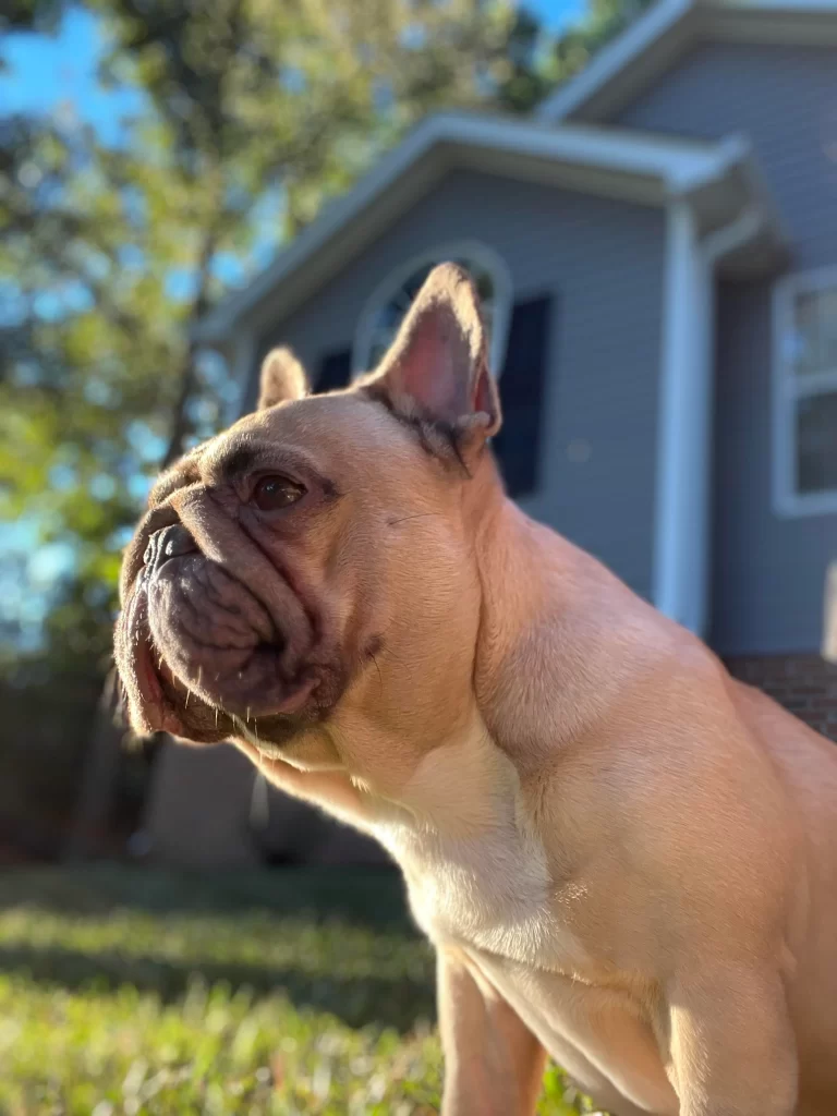 Close-Up Photo of French Bulldog 